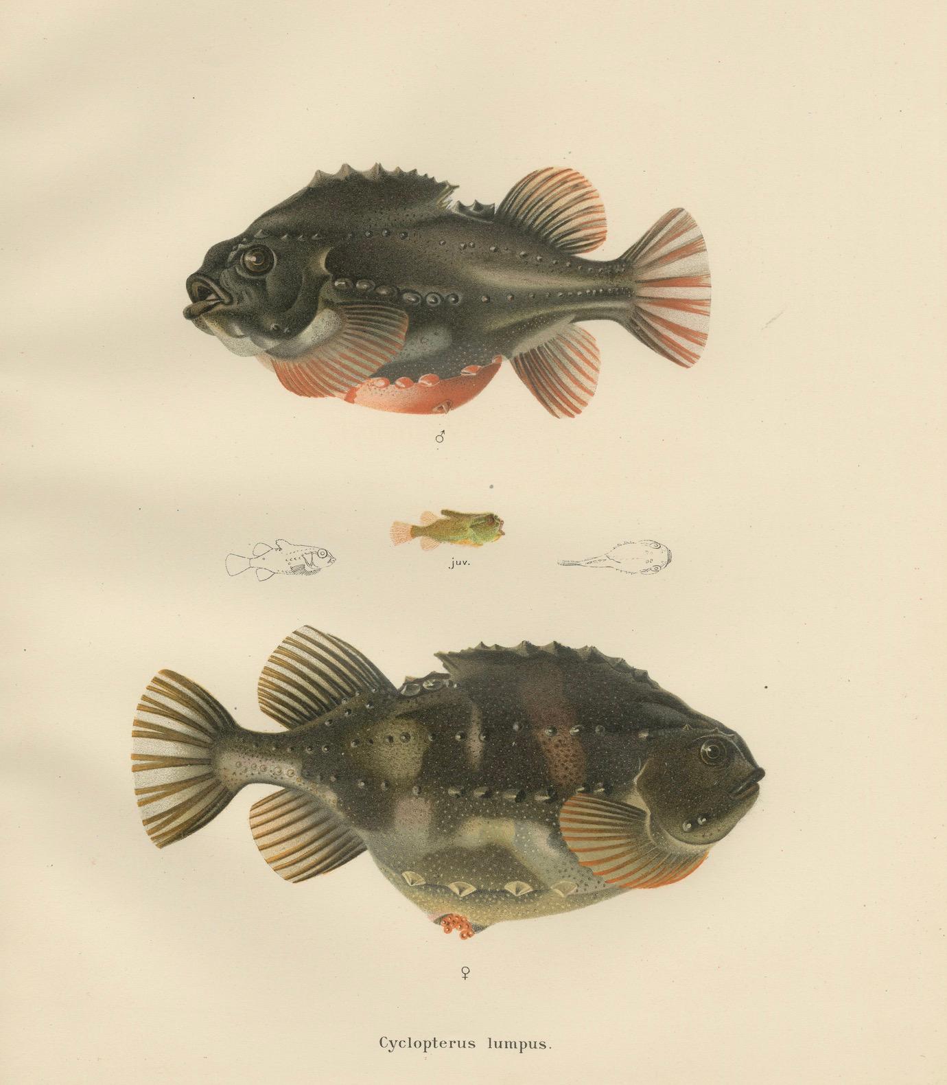 Lumpsucker - Distinctive Scandinavian Fish Lithograph  

This remarkable 19th-century lithograph from 'Skandinaviens Fiskar' features the fascinating Lumpsucker (Cyclopterus lumpus), exquisitely illustrated by Wilhelm von Wright. Published by P. A.