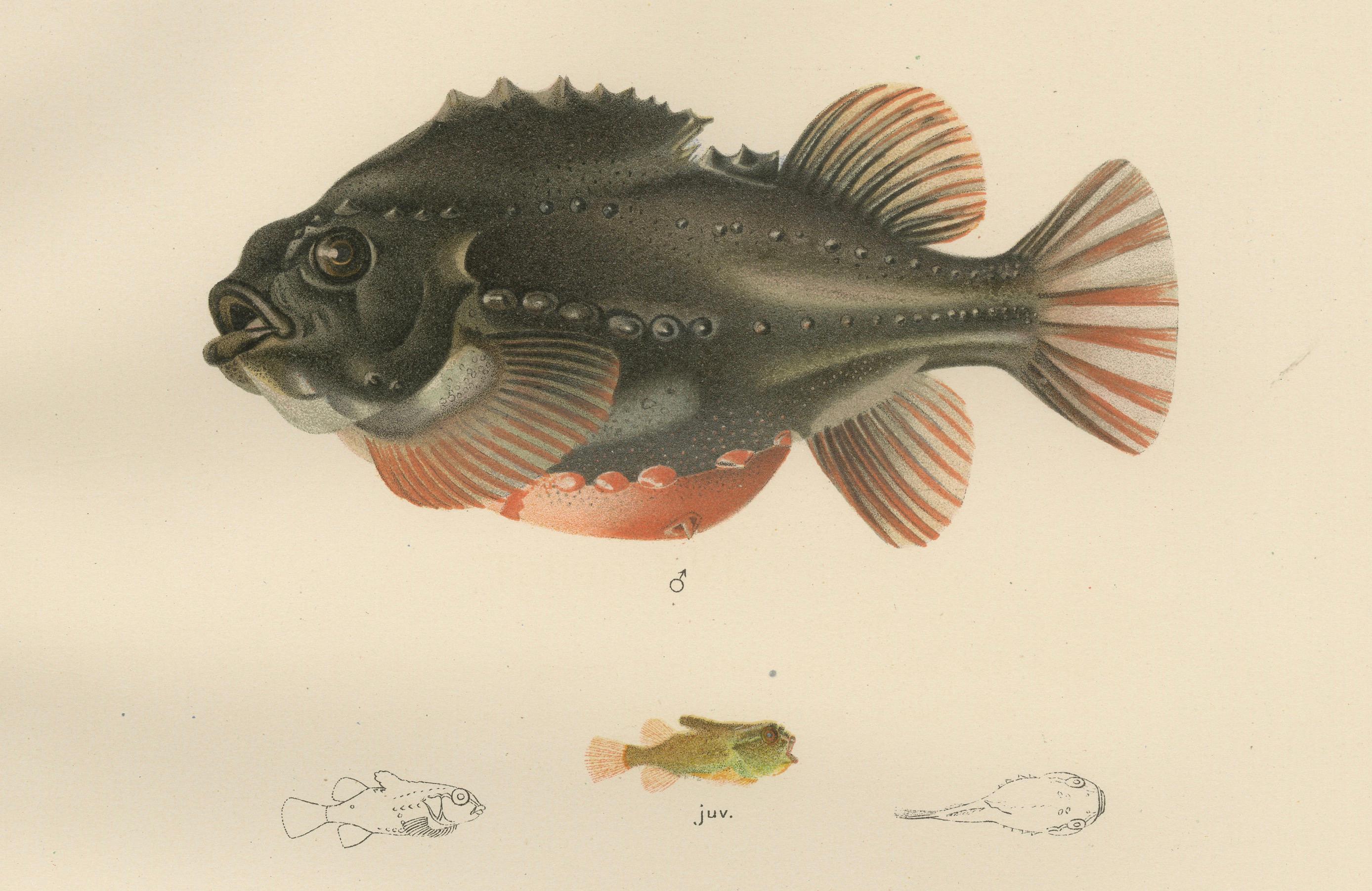 Lumpsucker - Distinctive Hand-Coloured Scandinavian Fish Lithograph, 1895 In Good Condition For Sale In Langweer, NL