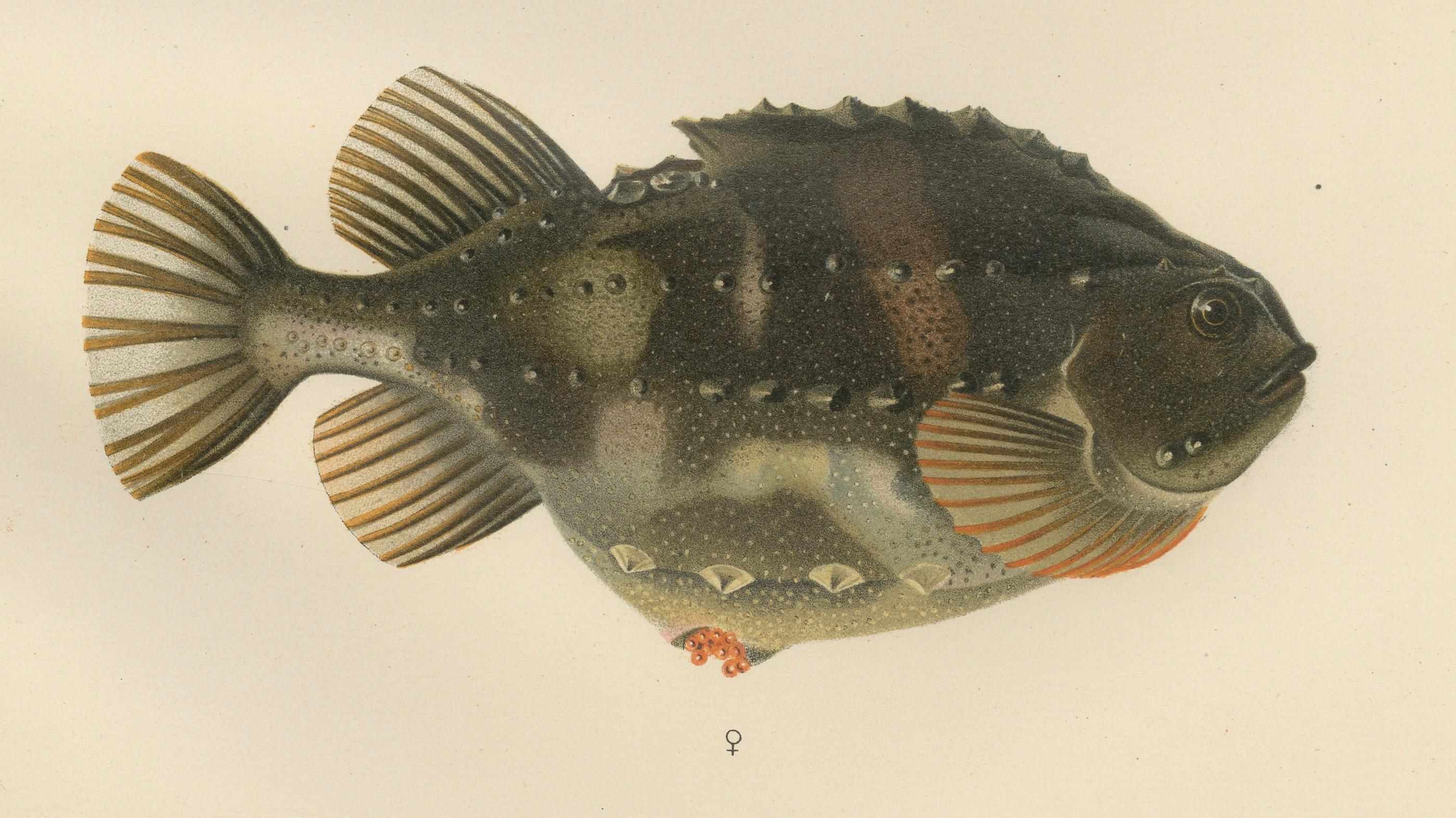 Late 19th Century Lumpsucker - Distinctive Hand-Coloured Scandinavian Fish Lithograph, 1895 For Sale