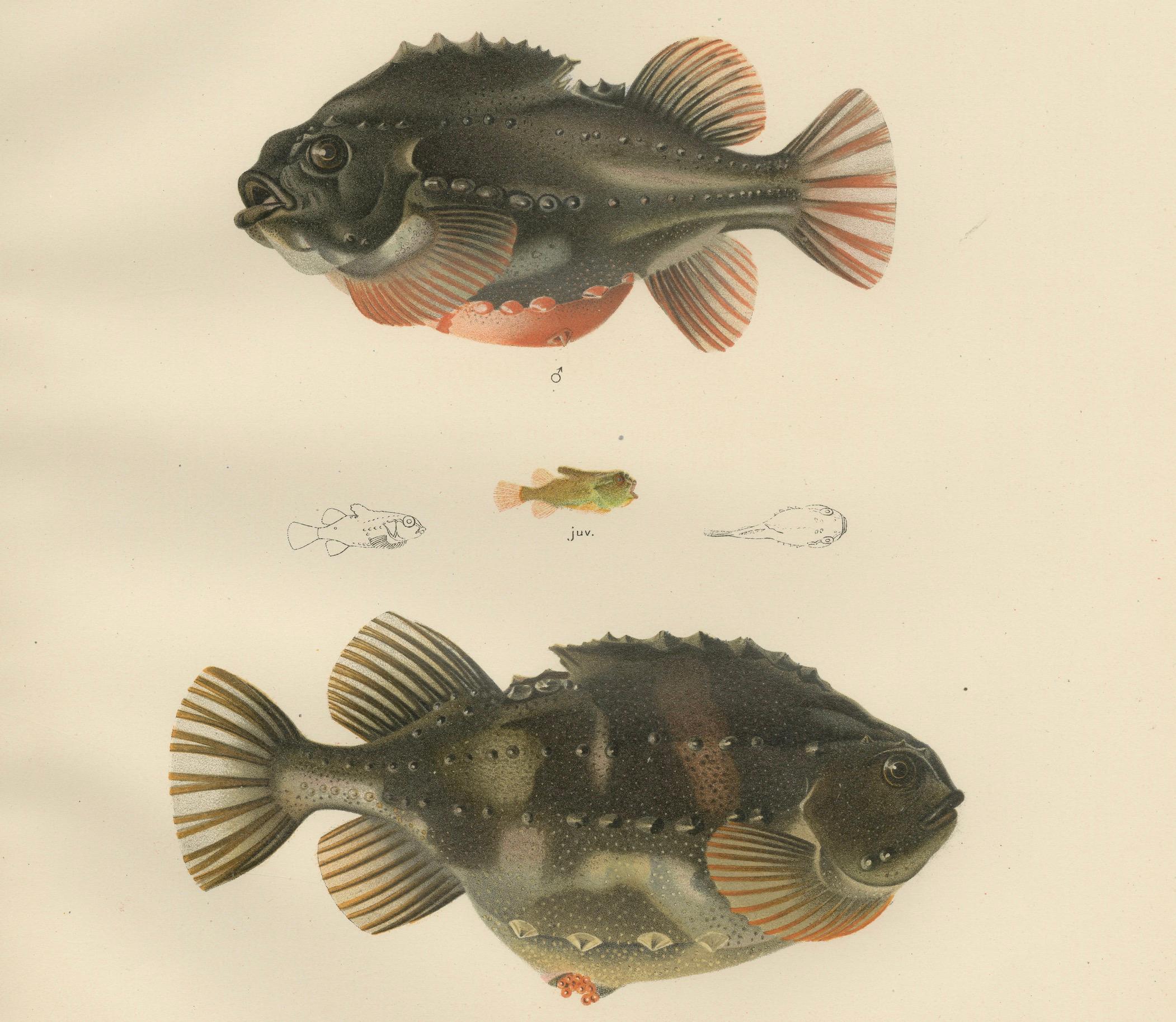 Paper Lumpsucker - Distinctive Hand-Coloured Scandinavian Fish Lithograph, 1895 For Sale