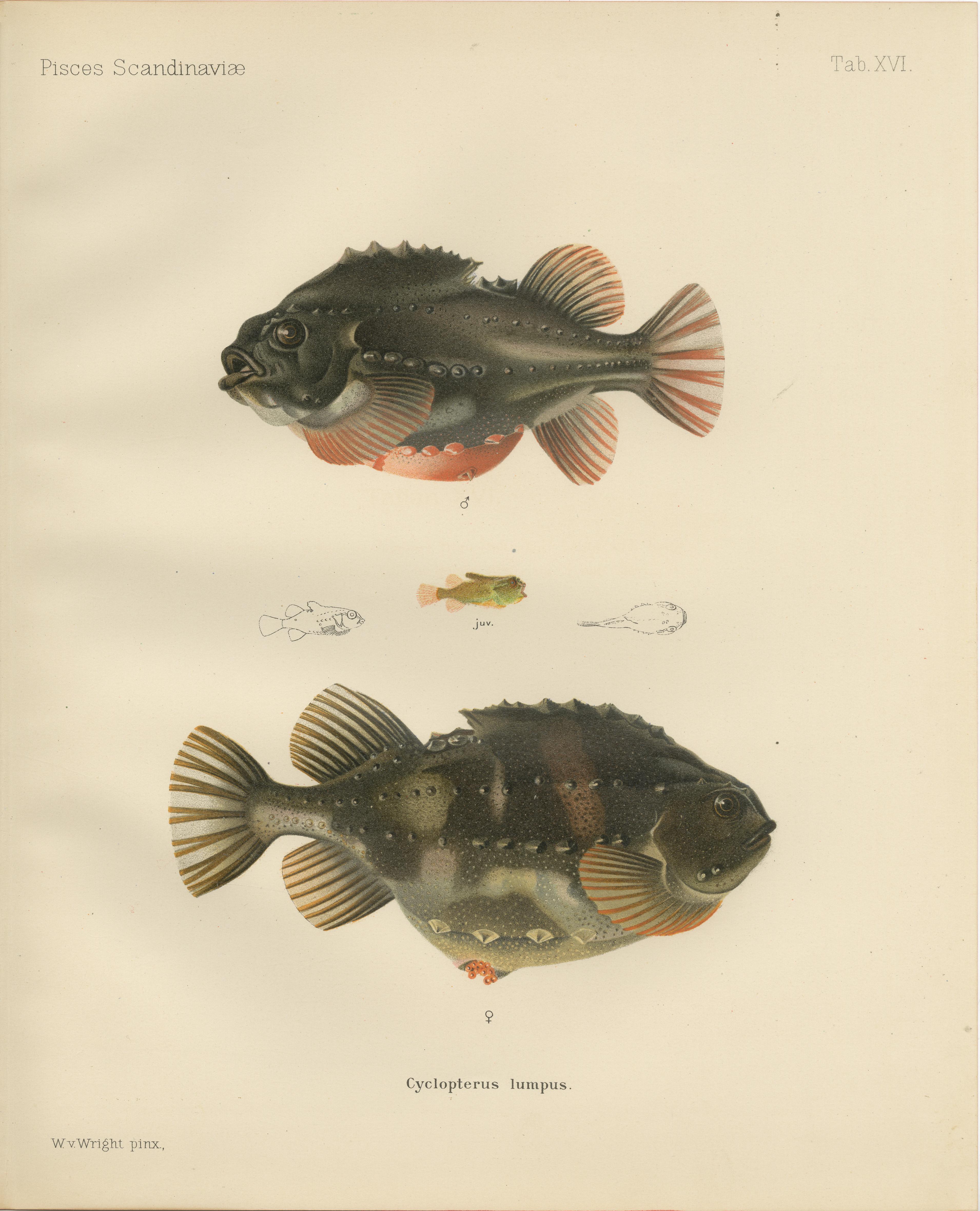 Lumpsucker - Distinctive Hand-Coloured Scandinavian Fish Lithograph, 1895 For Sale 4
