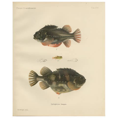 Lumpsucker - Distinctive Hand-Coloured Scandinavian Fish Lithograph, 1895