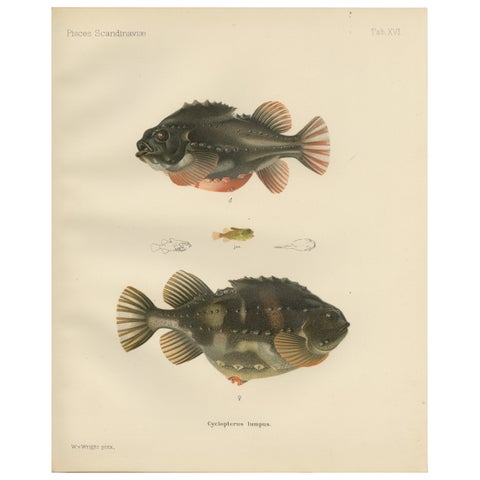 Lumpsucker - Distinctive Hand-Coloured Scandinavian Fish Lithograph, 1895