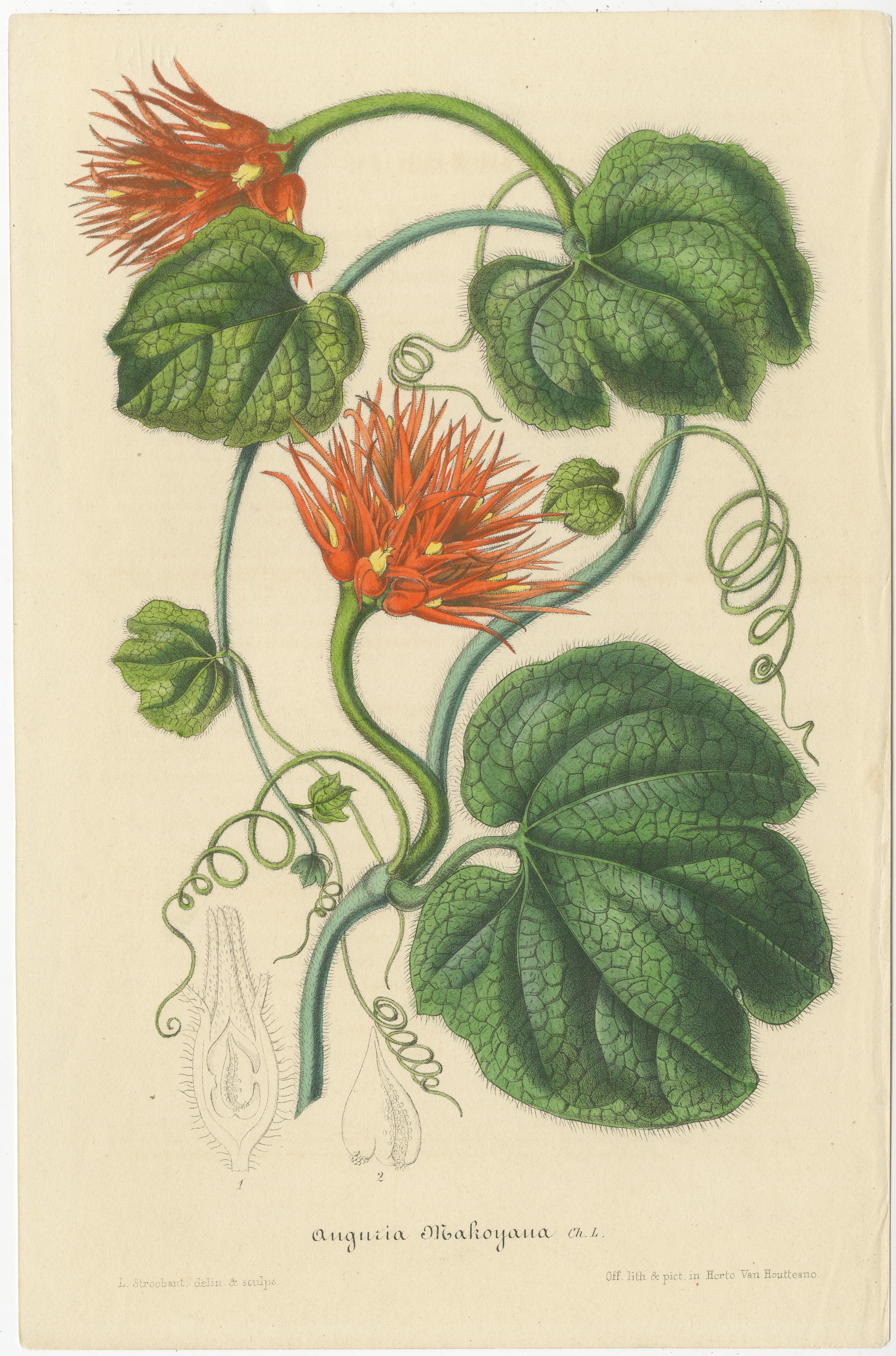 The prints depict a selection of exotic plants with a remarkable detail and vibrant color, showcasing the beauty and diversity of botanical life. Each illustration is a testament to the artistic and scientific efforts to document flora during a time