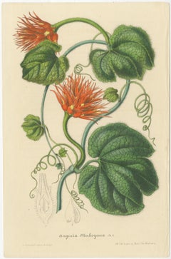 Exuberante y Vibrante: Una colección de ilustraciones botánicas exóticas, hacia 1875