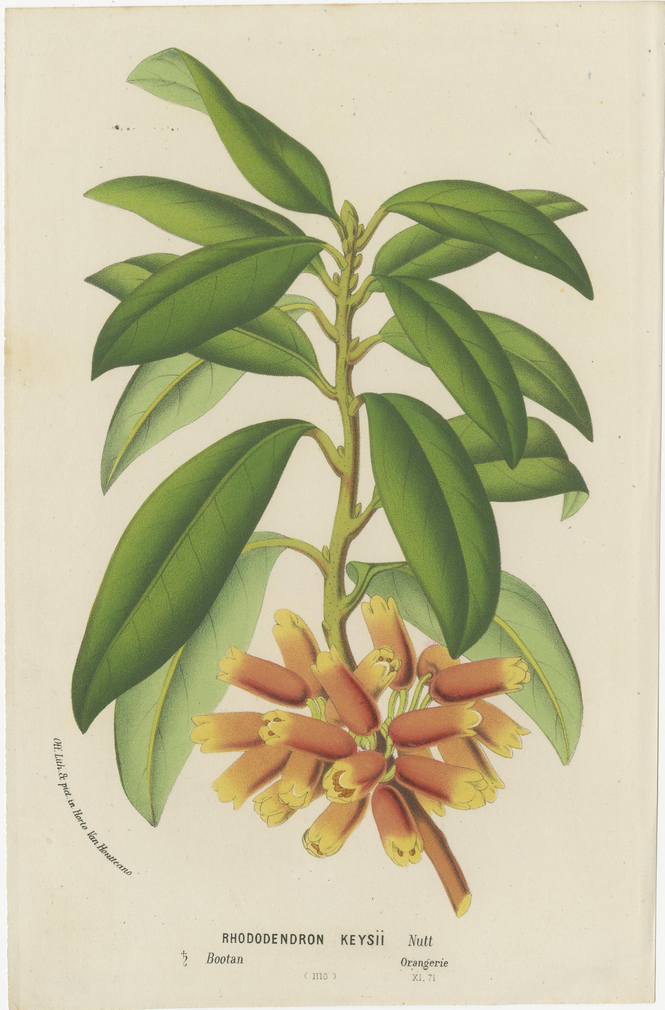 Lush and Vibrant: A Collection of Exotic Botanical Illustrations, circa 1875 In Good Condition For Sale In Langweer, NL