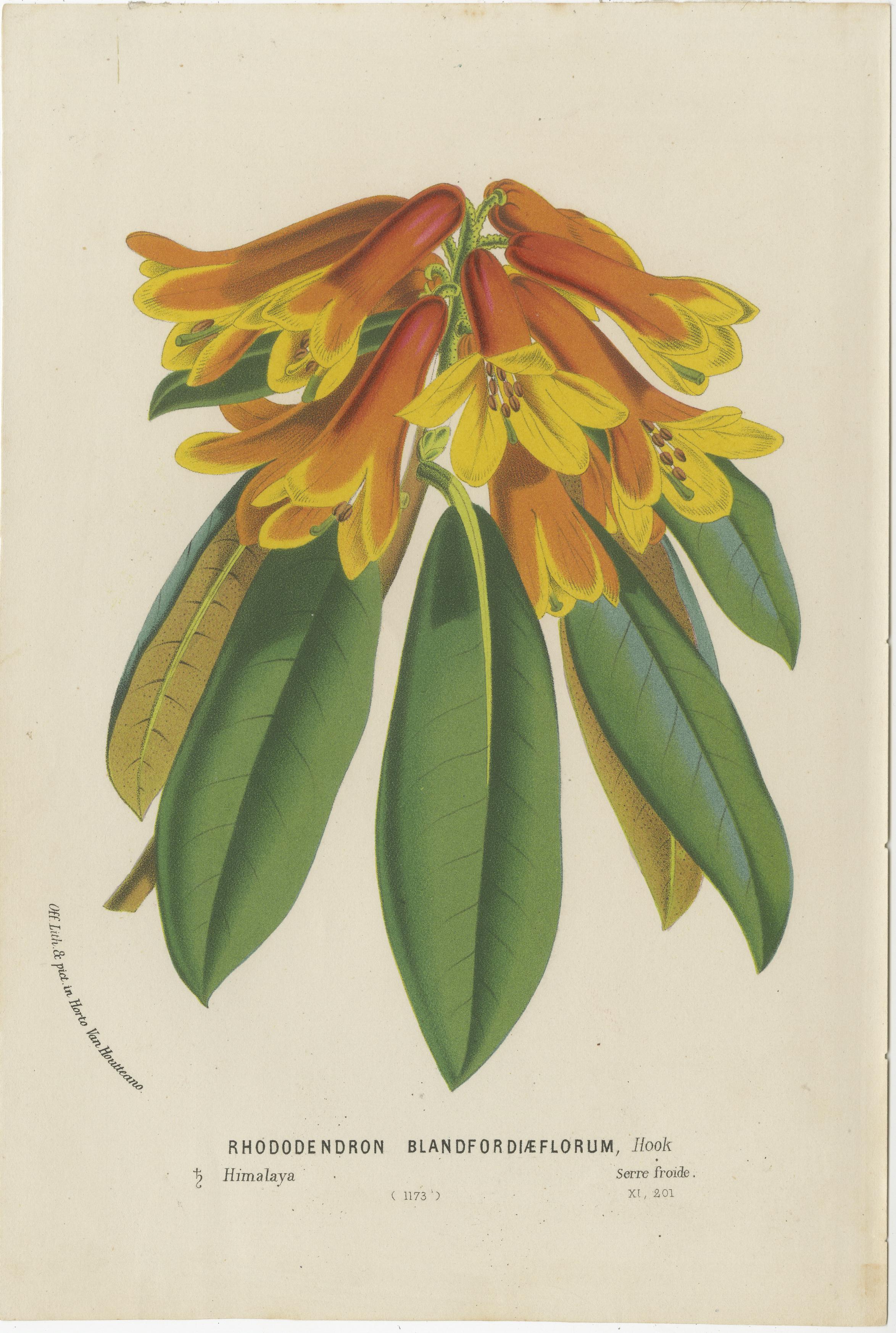 Lush and Vibrant: A Collection of Exotic Botanical Illustrations, circa 1875 For Sale 1