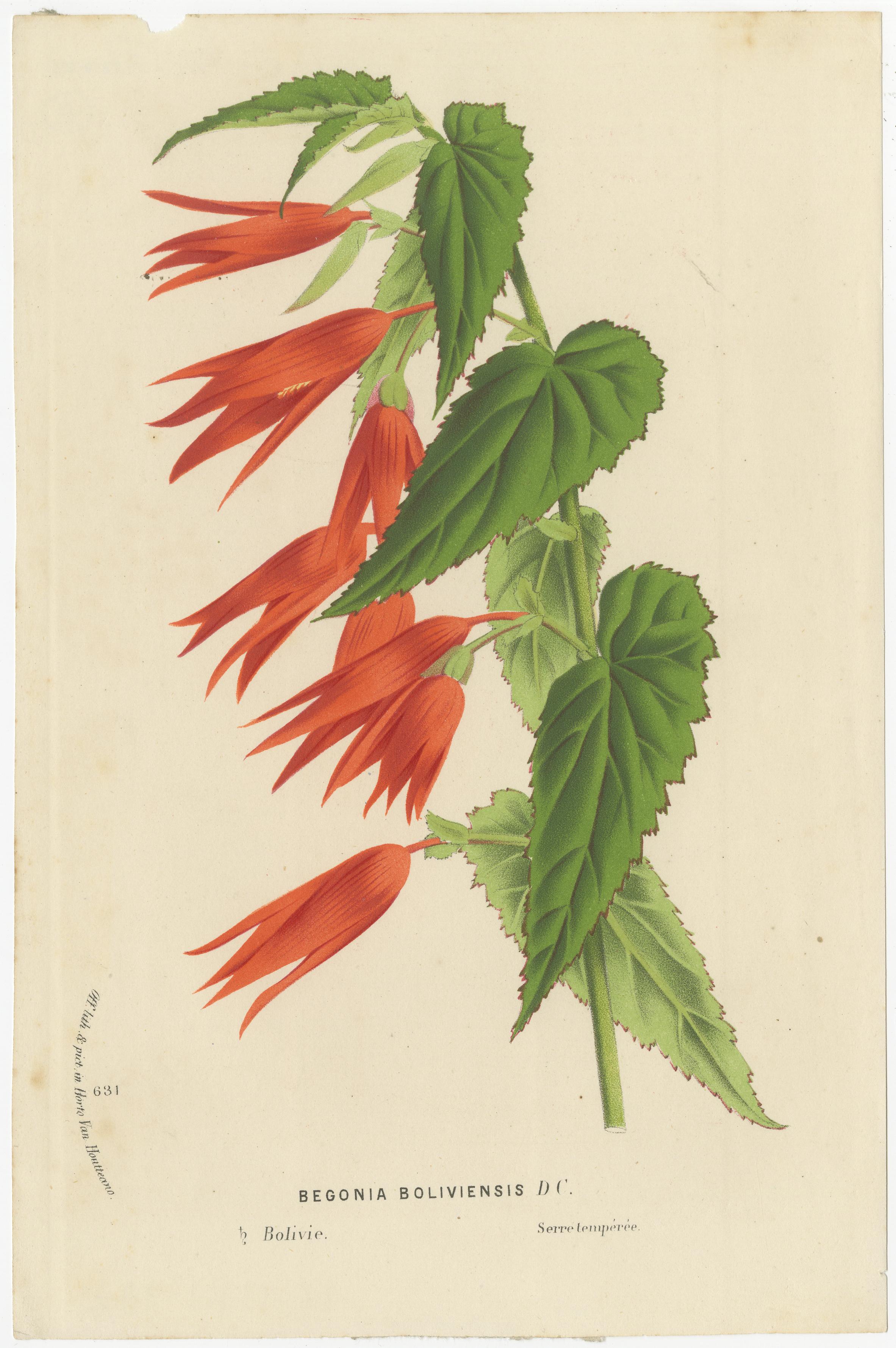 Lush and Vibrant: A Collection of Exotic Botanical Illustrations, circa 1875 For Sale 2