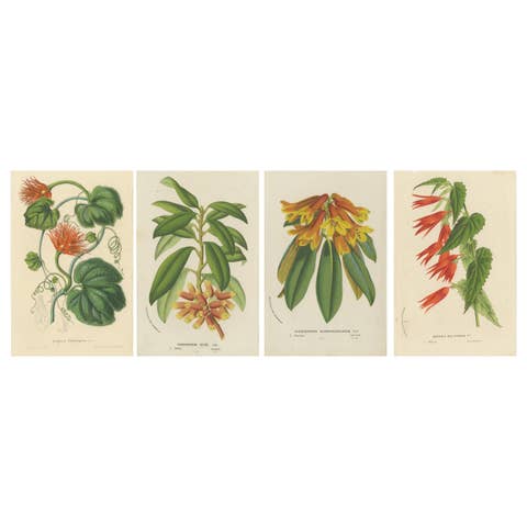 Lush and Vibrant: A Collection of Exotic Botanical Illustrations, circa 1875