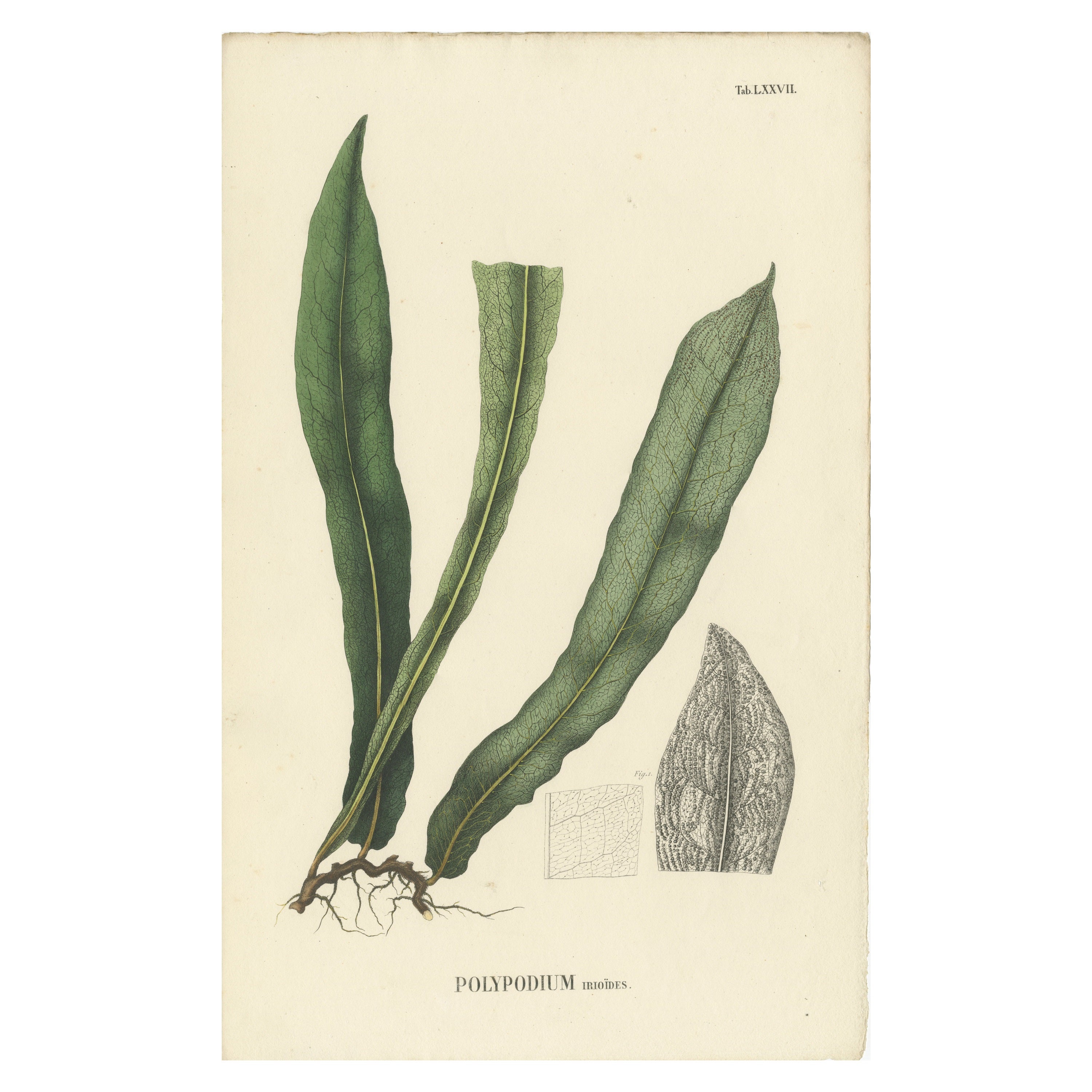 Litografia di felci dell'Indonesia (Polypodium) lussuosamente colorata a mano, 1829