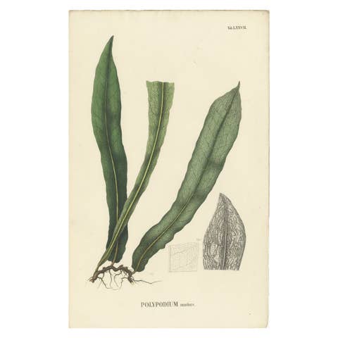 Lushly Handcolored Lithograph of Ferns of Indonesia (Polypodium), 1829
