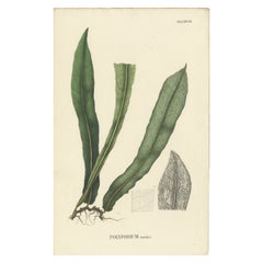 Litografia di felci dell'Indonesia (Polypodium) lussuosamente colorata a mano, 1829