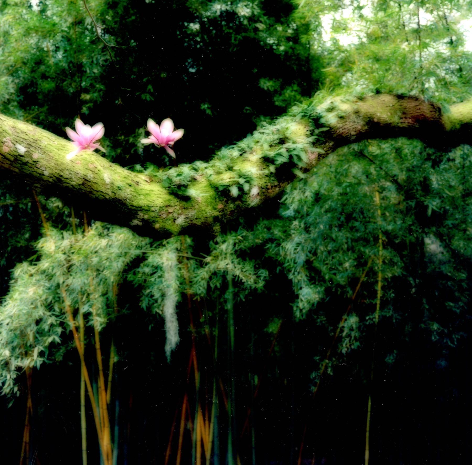 Lynn Geesaman Landscape Photograph - Avery Island, Louisiana, 2007 [2-07-14c-9]