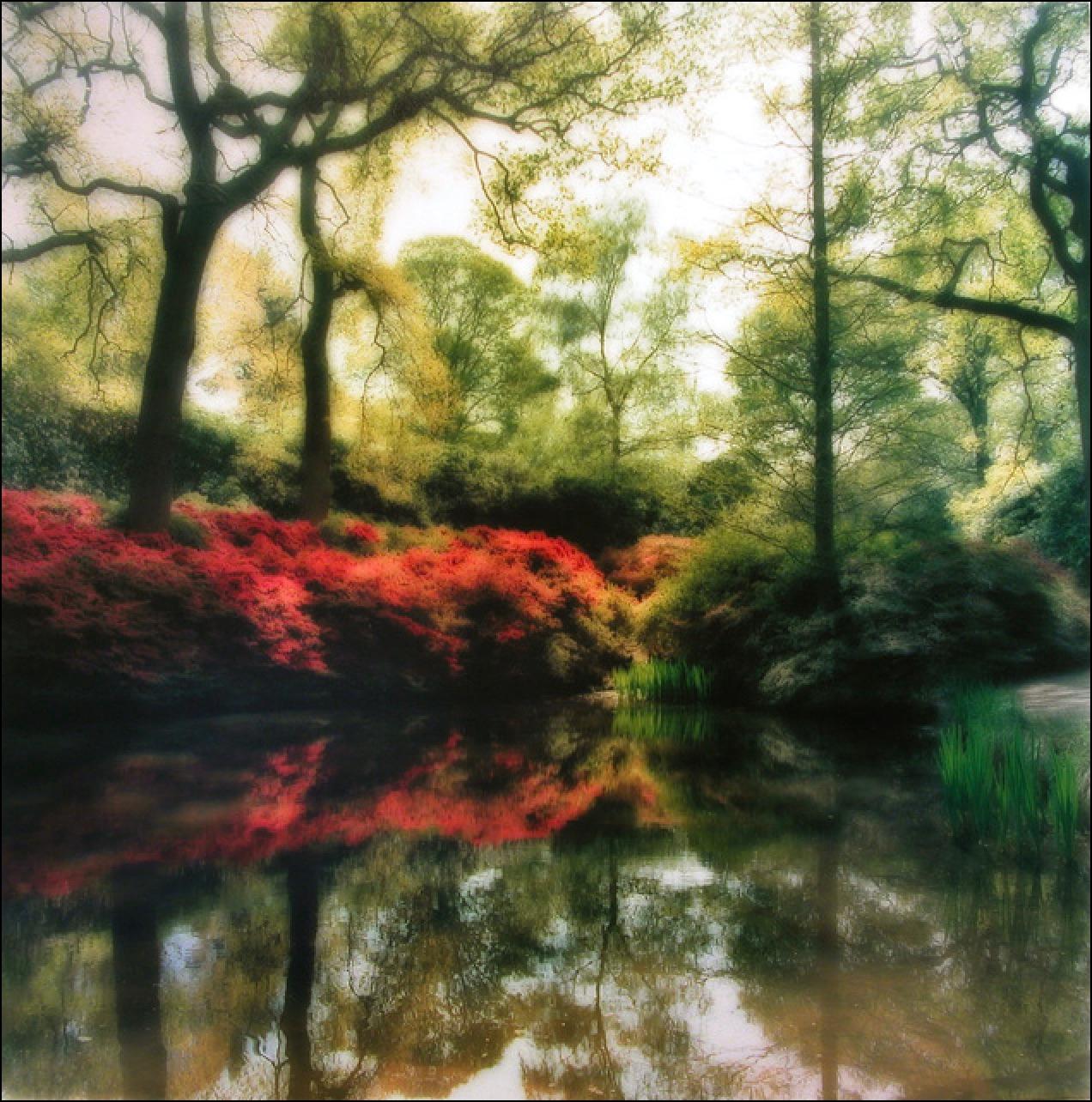 Lynn Geesaman Color Photograph - Isabella Plantation, England (4-09-23c-1)