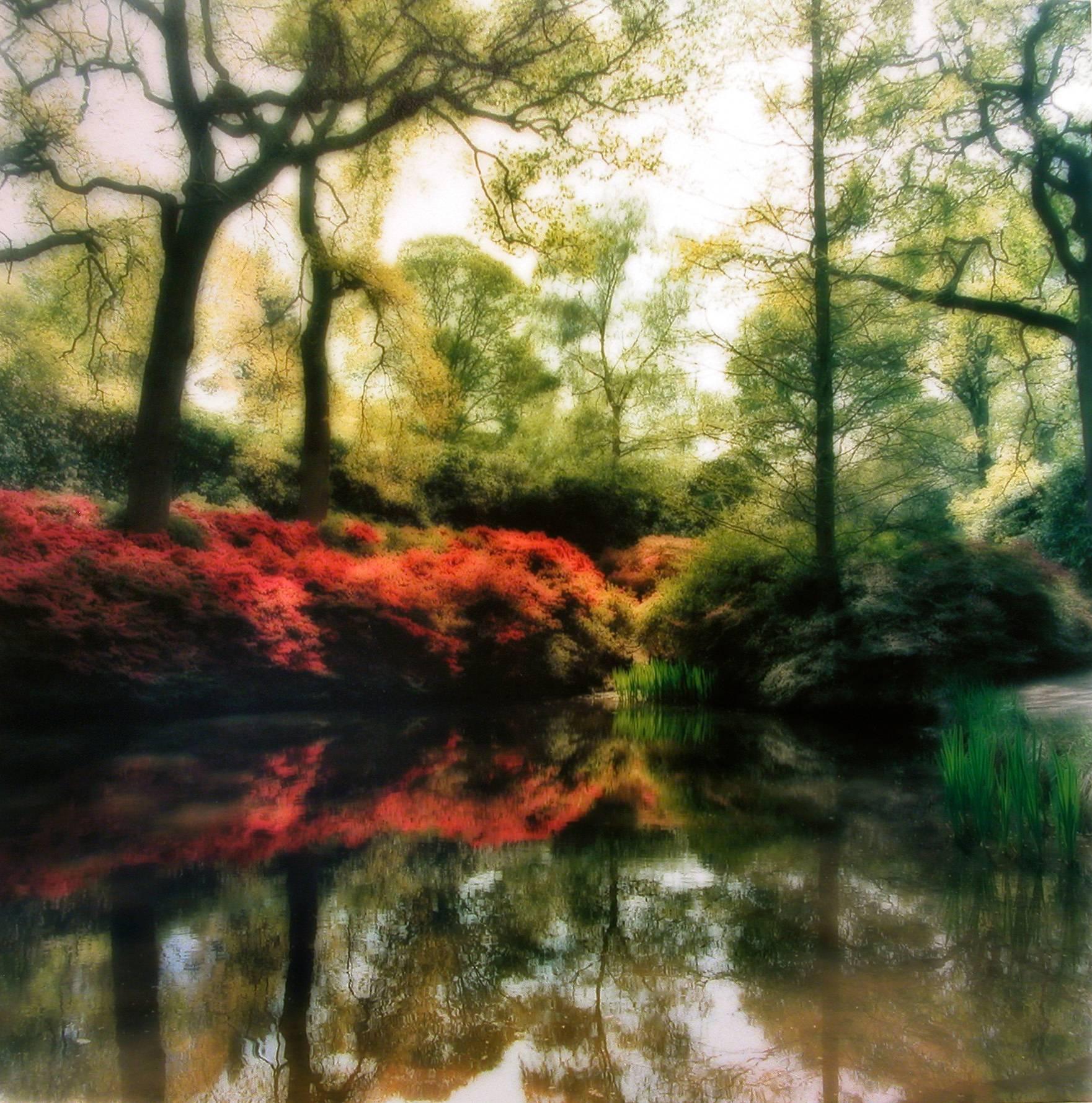 Lynn Geesaman Color Photograph - Isabella Plantation, England, 2009 [4-09-23c-1]