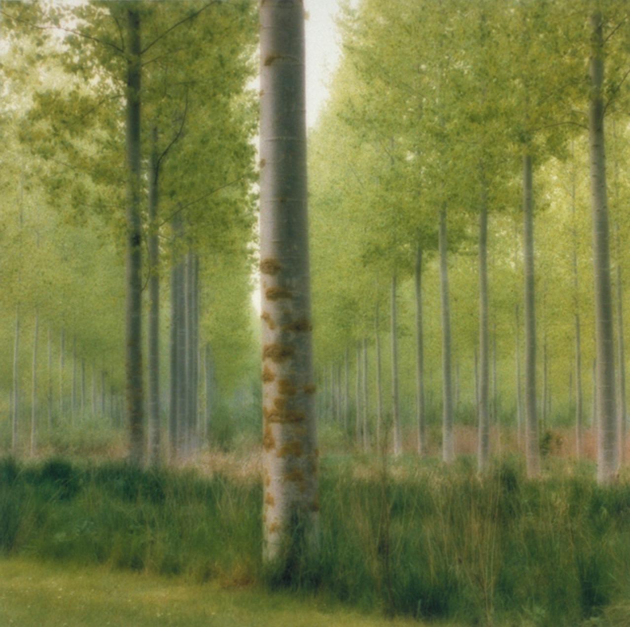 Lynn Geesaman Color Photograph - Parc de Jeurre, France (4-99-2c-2)