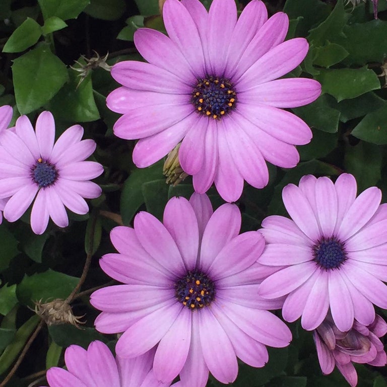 Lynne Deutch Lynne Deutch, African Daisy, Framed For Sale at 1stDibs