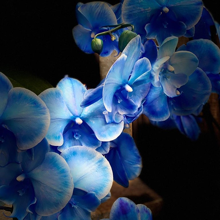 Lynne Deutch Lynne Deutch, Blue Orchid, Framed For Sale at 1stDibs
