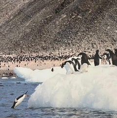Lynne Deutch, Antarctica Penguins, Framed