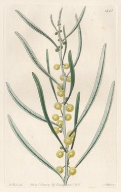 Acacia Leprosa, 19th century Australian native botanical engraving