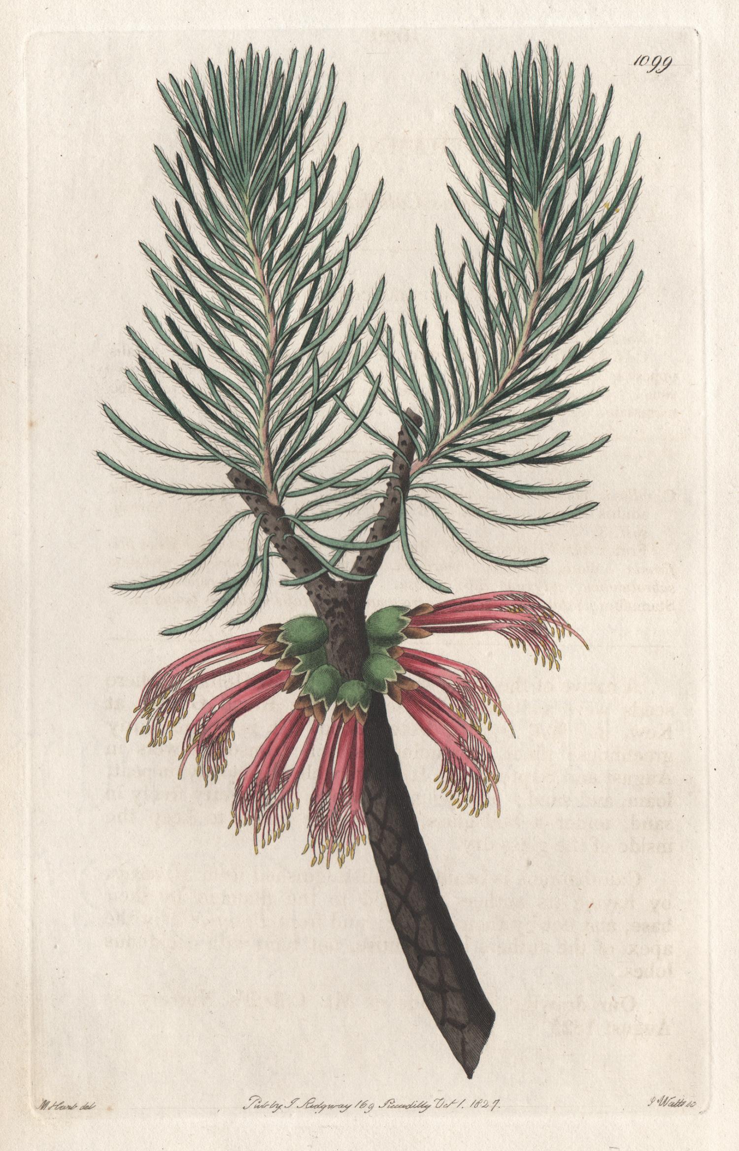 M Hart  Still-Life Print - Calothamnus Villosa, 19th century Australian native botanical engraving print