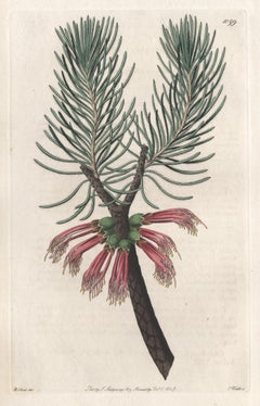 Antique Calothamnus Villosa, 19th century Australian native botanical engraving print