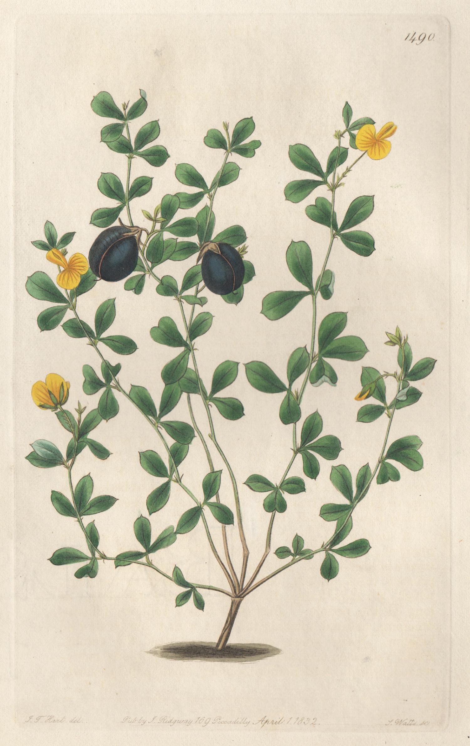 M Hart  Still-Life Print - Gompholobium Marginatum, 19th century Australian native botanical engraving
