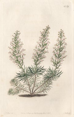 Stylidium Fasciculatum, 19th century Australian native botanical engraving
