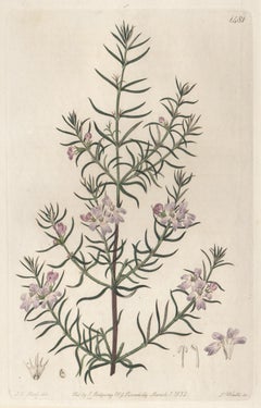Westringia Longifolia, 19th century Australian native botanical engraving