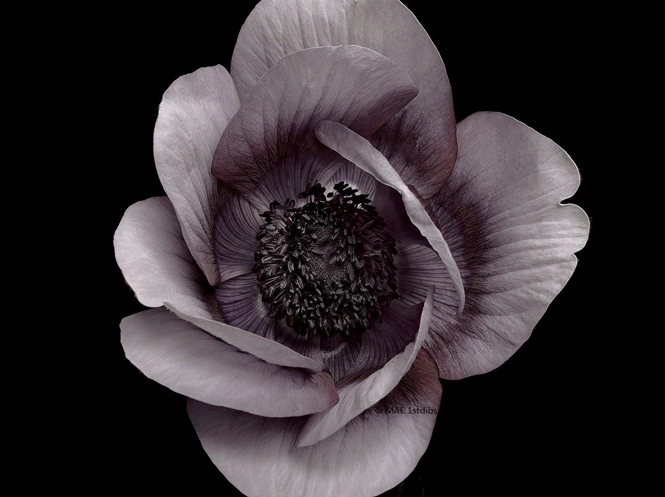 M.V. Still-Life Photograph - Photography - Flower Series (30 x 40 image)