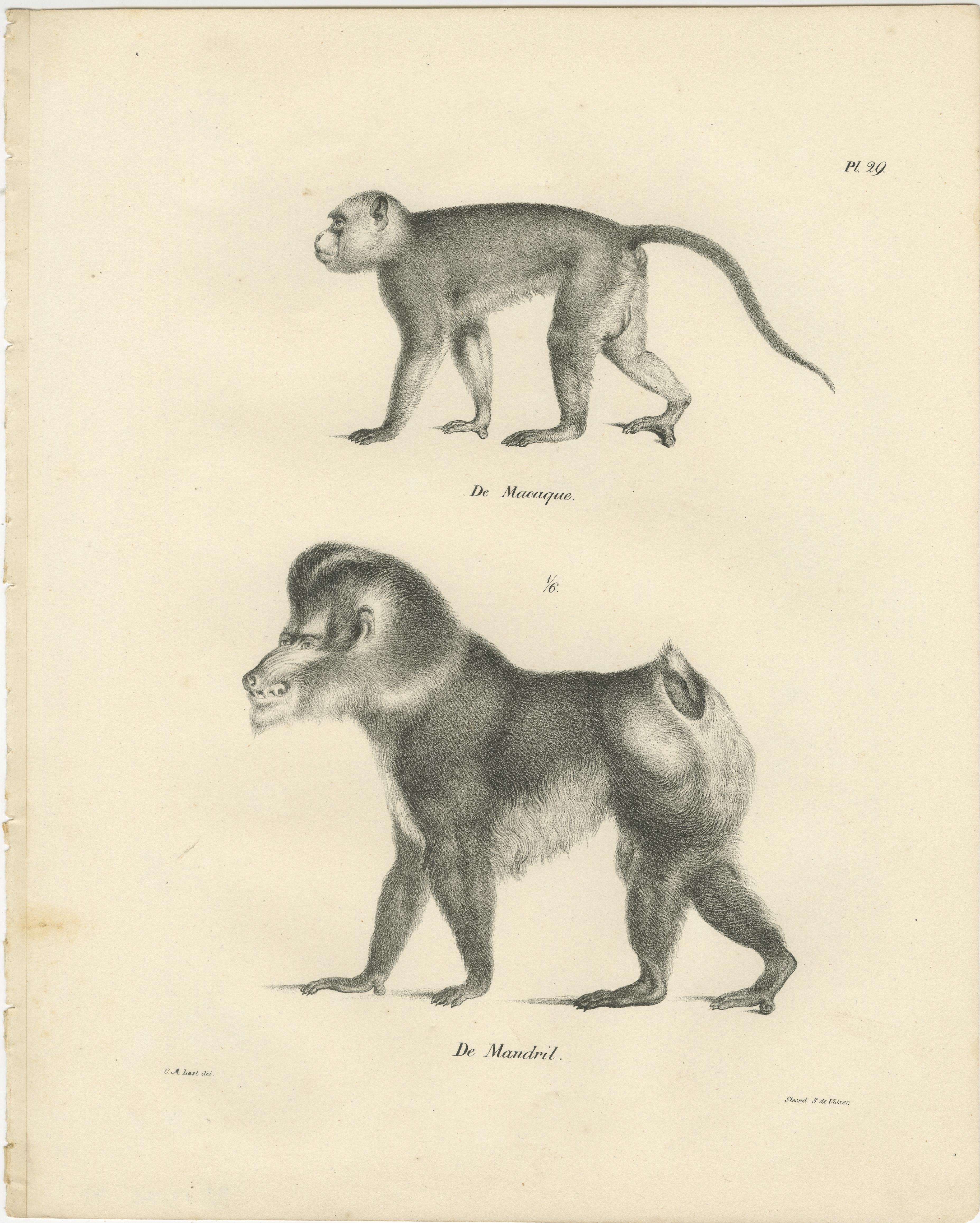Dieses Bild zeigt zwei Lithografien, die verschiedene Primatenarten darstellen, gezeichnet von Carel Christiaan Antony Last und gedruckt bei S. de Visser en Zoon in Den Haag im Jahr 1836. Diese detaillierten Stiche waren Teil der *Volledige
