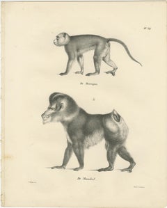 Macaque, Mandrill & Dikbuik Monkeys, Lithographs by C.C. Last, 1836