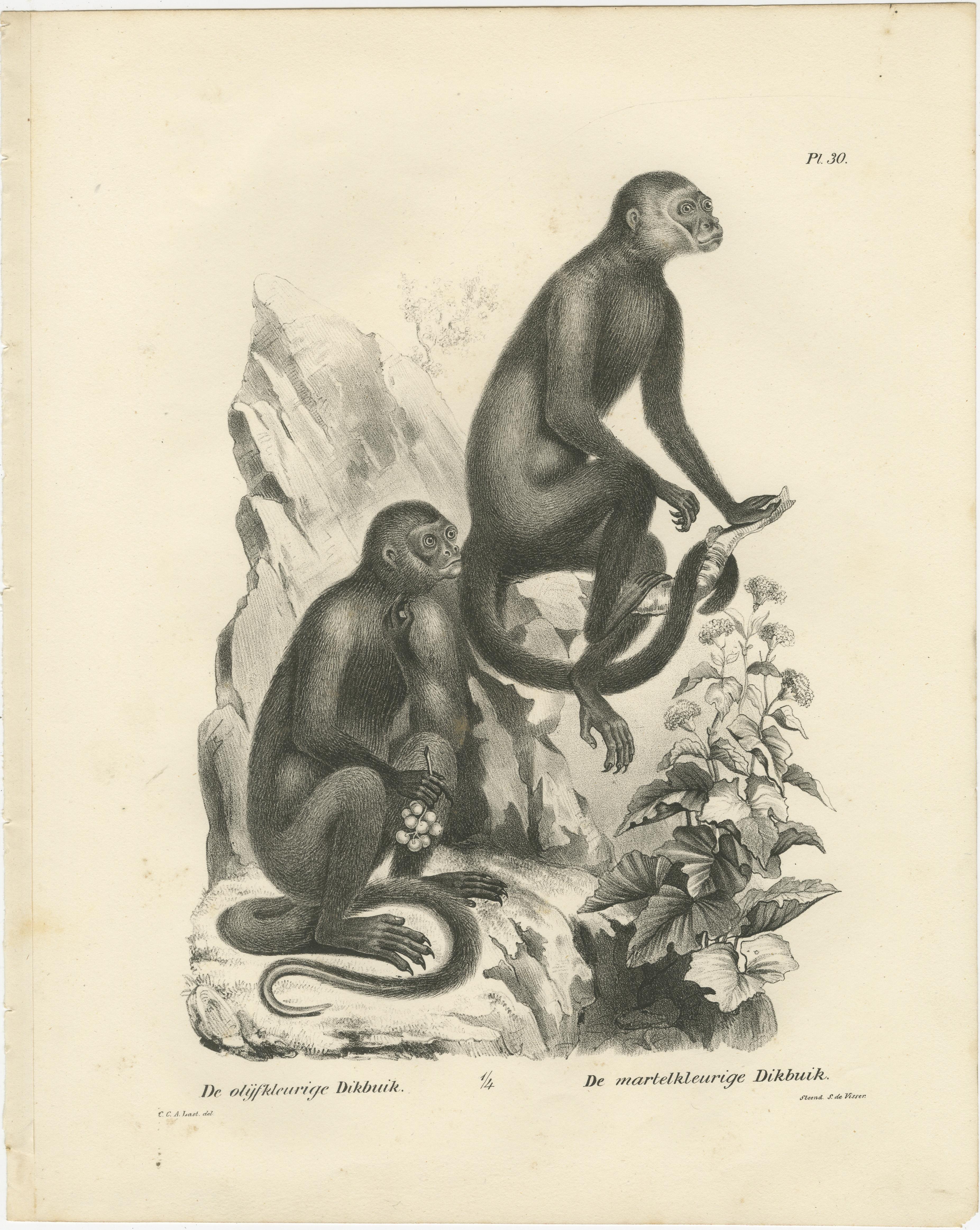 Macaque-, Mandrill- und Dikbuik-Affen, Lithografien von C.C. Last, 1836 (Graviert) im Angebot