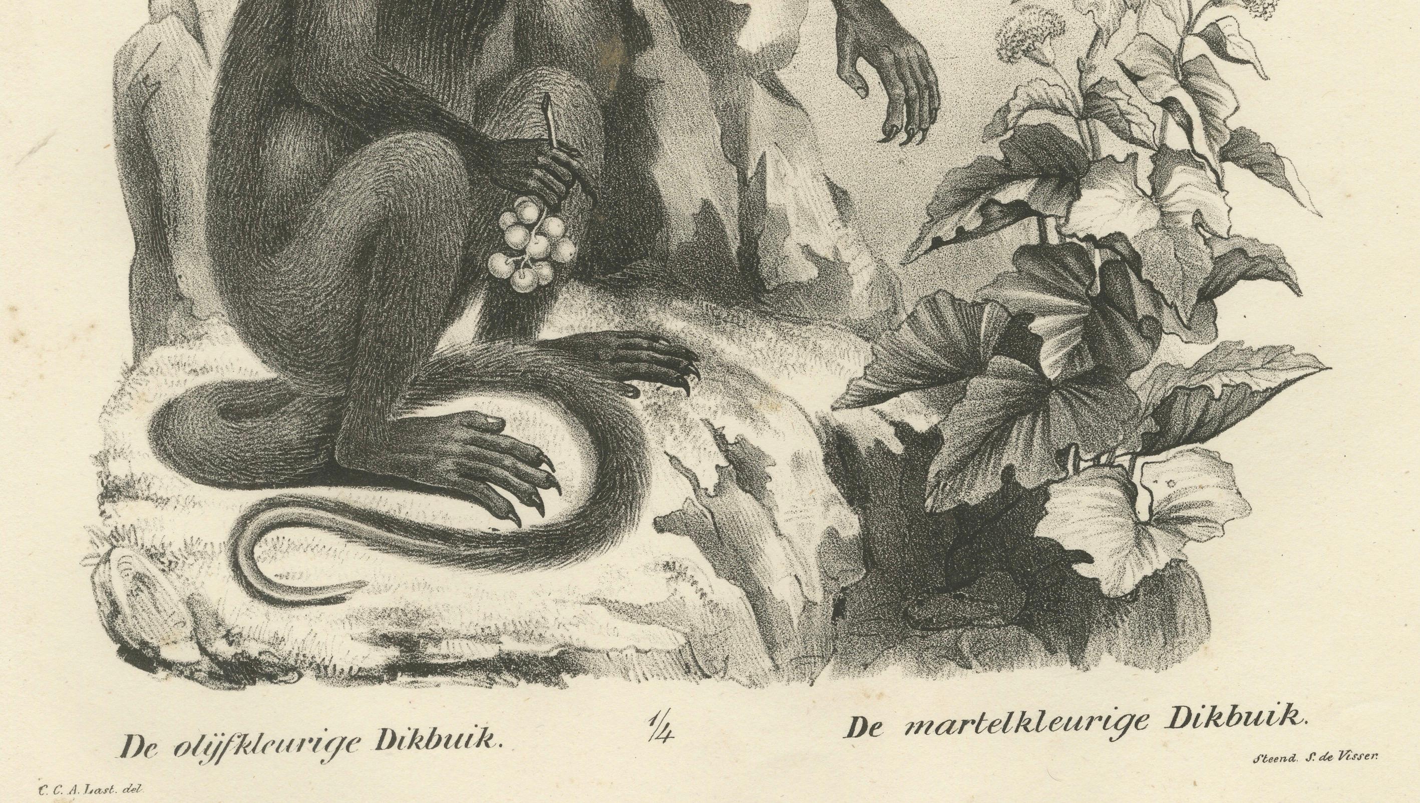 Macaque-, Mandrill- und Dikbuik-Affen, Lithografien von C.C. Last, 1836 im Zustand „Gut“ im Angebot in Langweer, NL