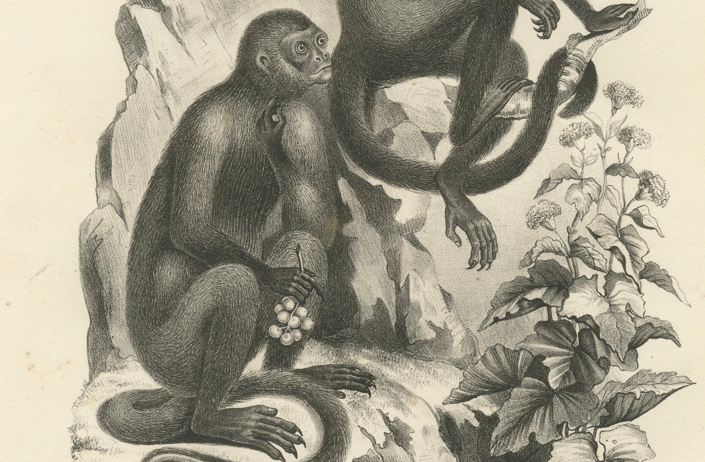 Macaque-, Mandrill- und Dikbuik-Affen, Lithografien von C.C. Last, 1836 (Mittleres 19. Jahrhundert) im Angebot