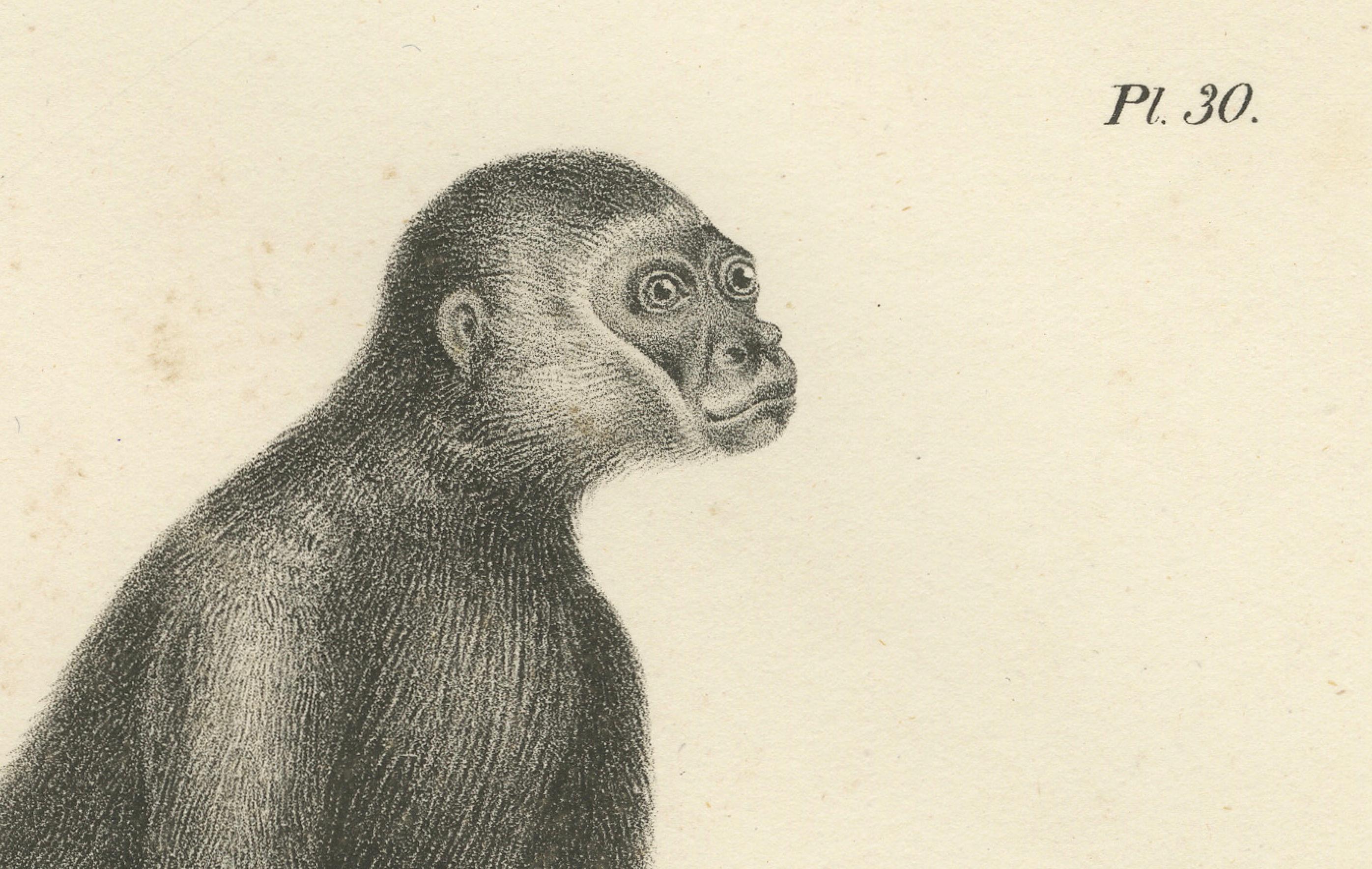 Macaque-, Mandrill- und Dikbuik-Affen, Lithografien von C.C. Last, 1836 (Papier) im Angebot