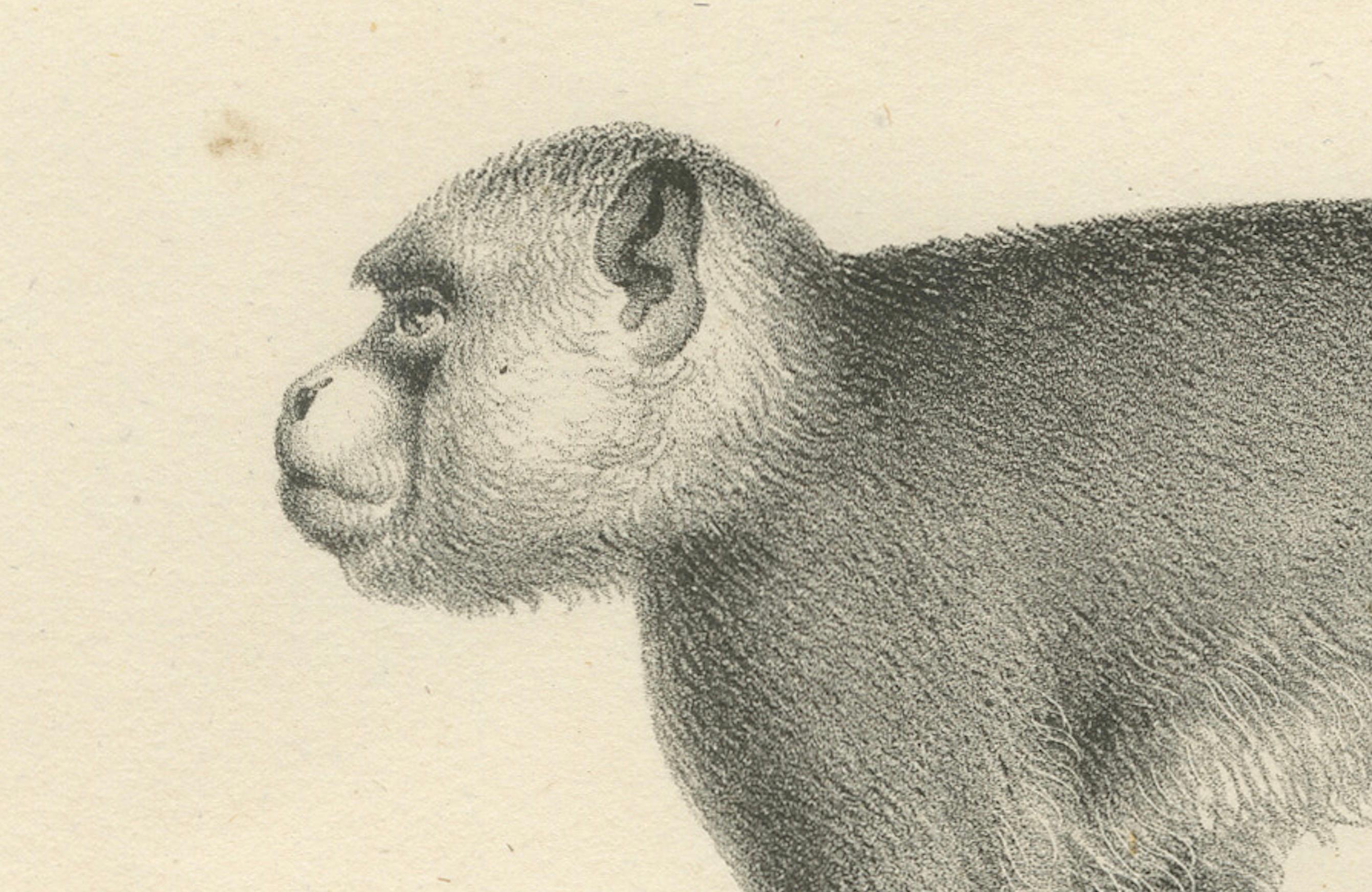 Macaque-, Mandrill- und Dikbuik-Affen, Lithografien von C.C. Last, 1836 im Angebot 1