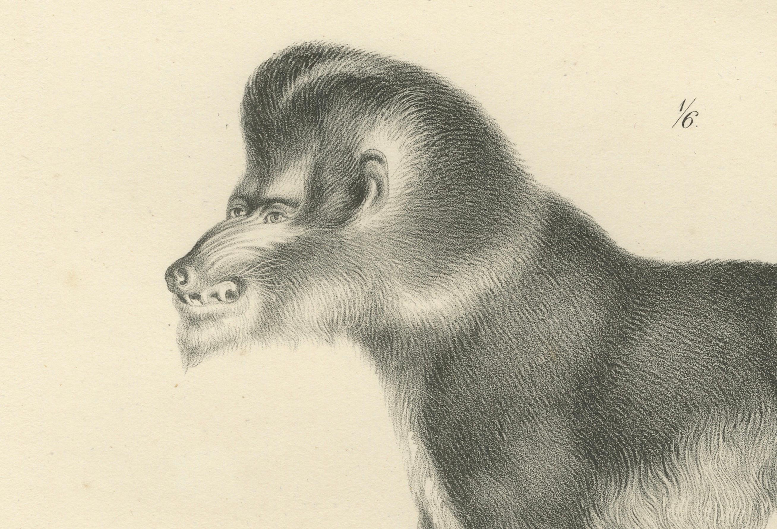 Macaque-, Mandrill- und Dikbuik-Affen, Lithografien von C.C. Last, 1836 im Angebot 2