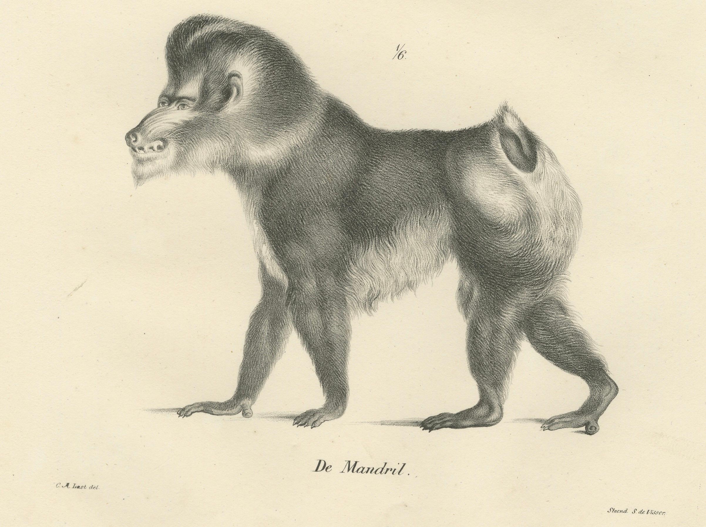 Macaque-, Mandrill- und Dikbuik-Affen, Lithografien von C.C. Last, 1836 im Angebot 3