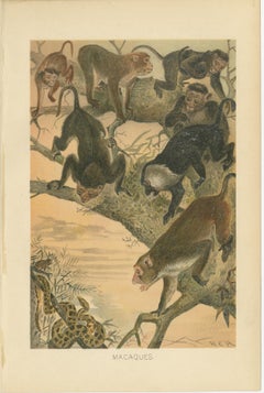 Macaques, Antique Monkey Print, Victorian Zoological Illustration, 1894