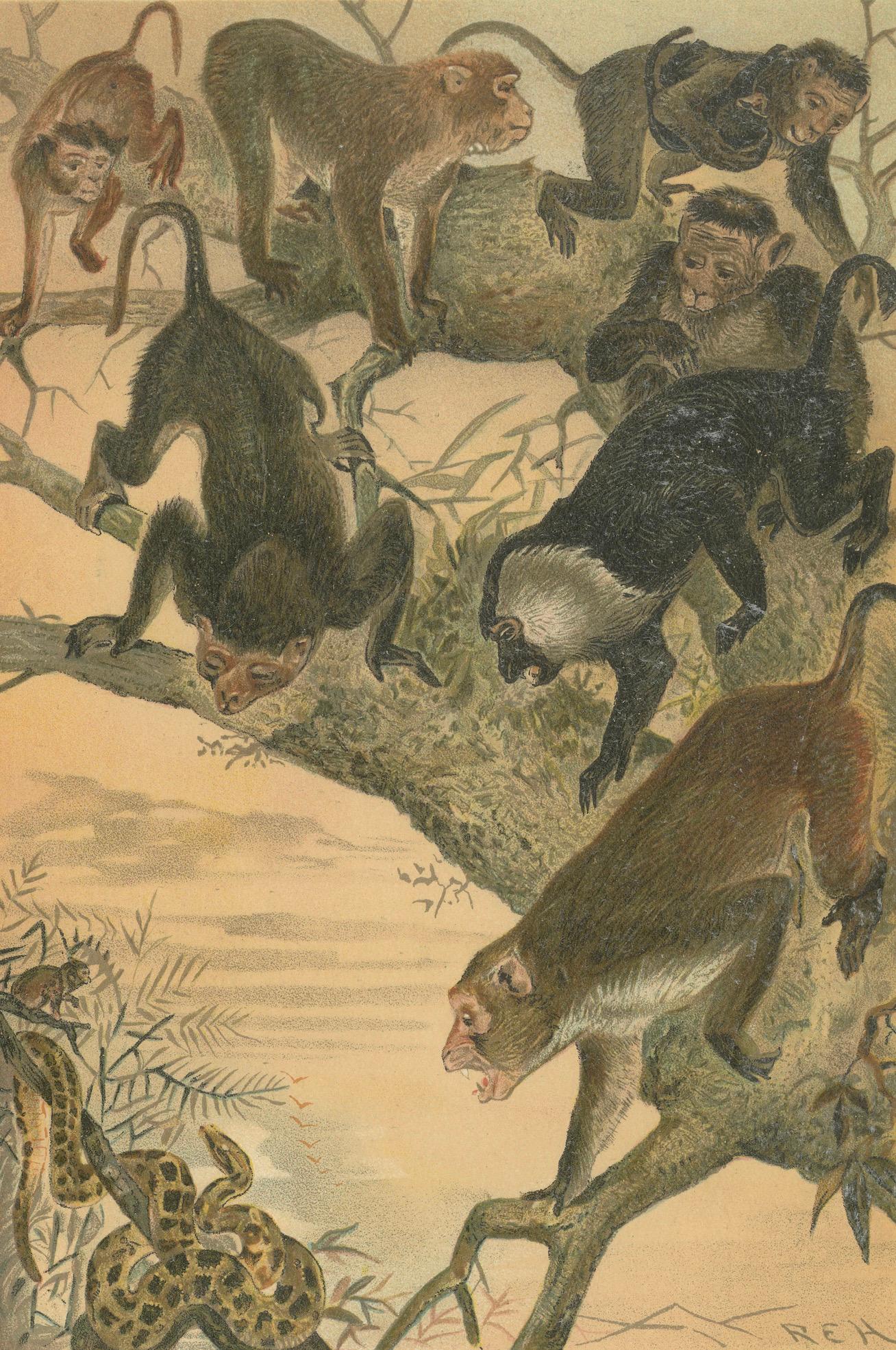 Macaques, Antique Monkey Print, Victorian Zoological Illustration, 1894
