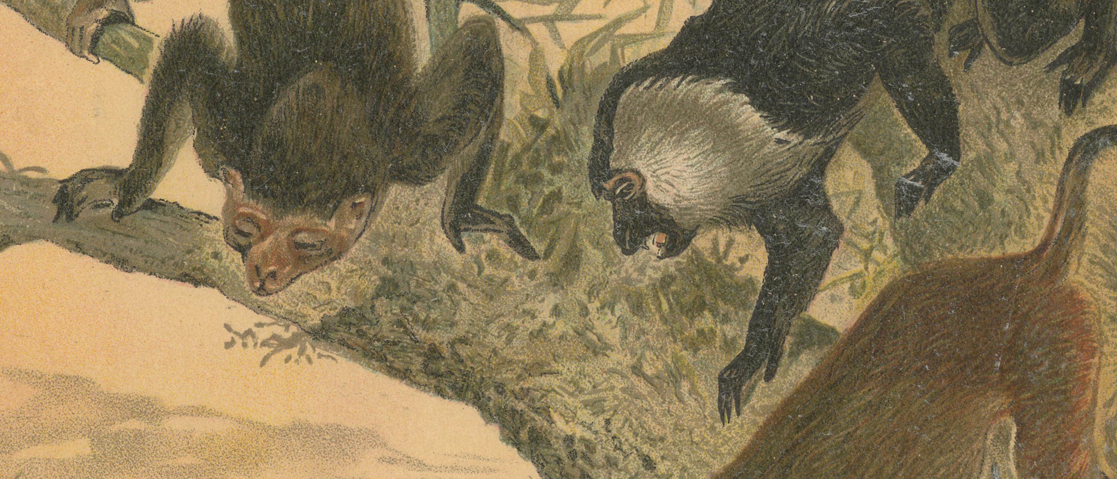Macaques, Antique Monkey Print, Victorian Zoological Illustration, 1894