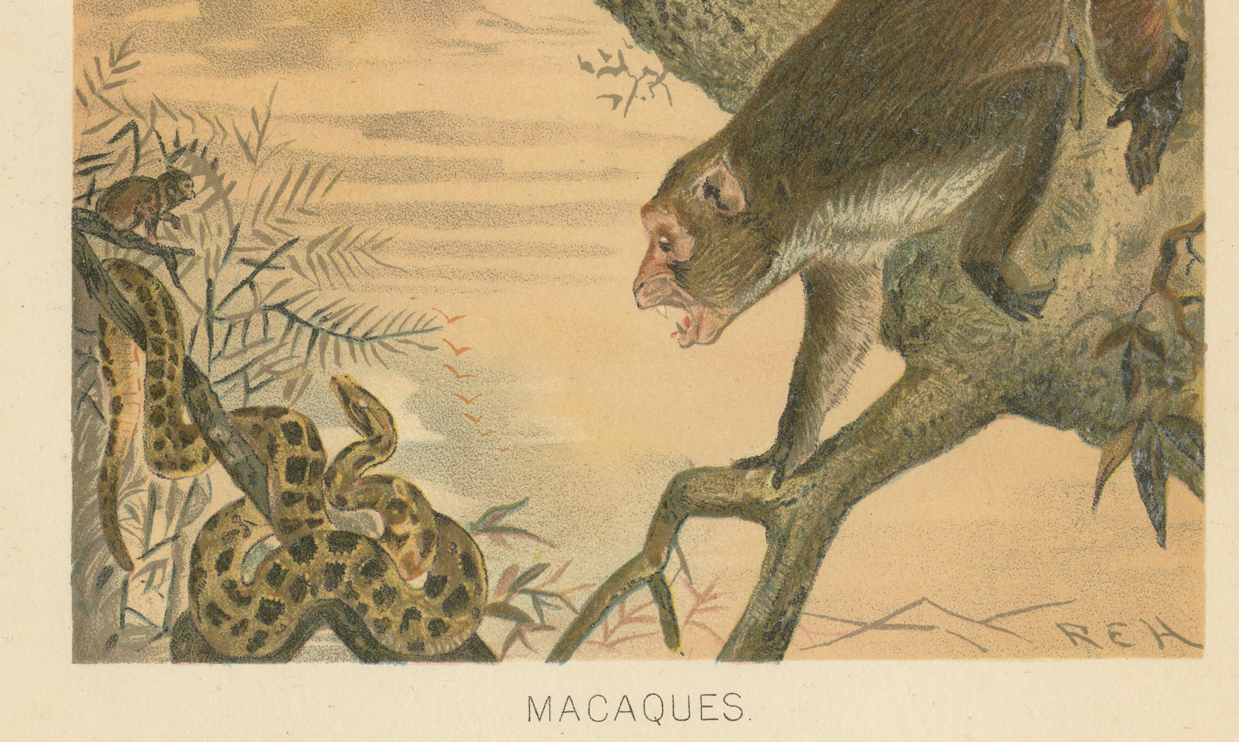 Macaques, Antique Monkey Print, Victorian Zoological Illustration, 1894