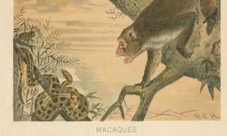 Macaques, Antique Monkey Print, Victorian Zoological Illustration, 1894, view 6