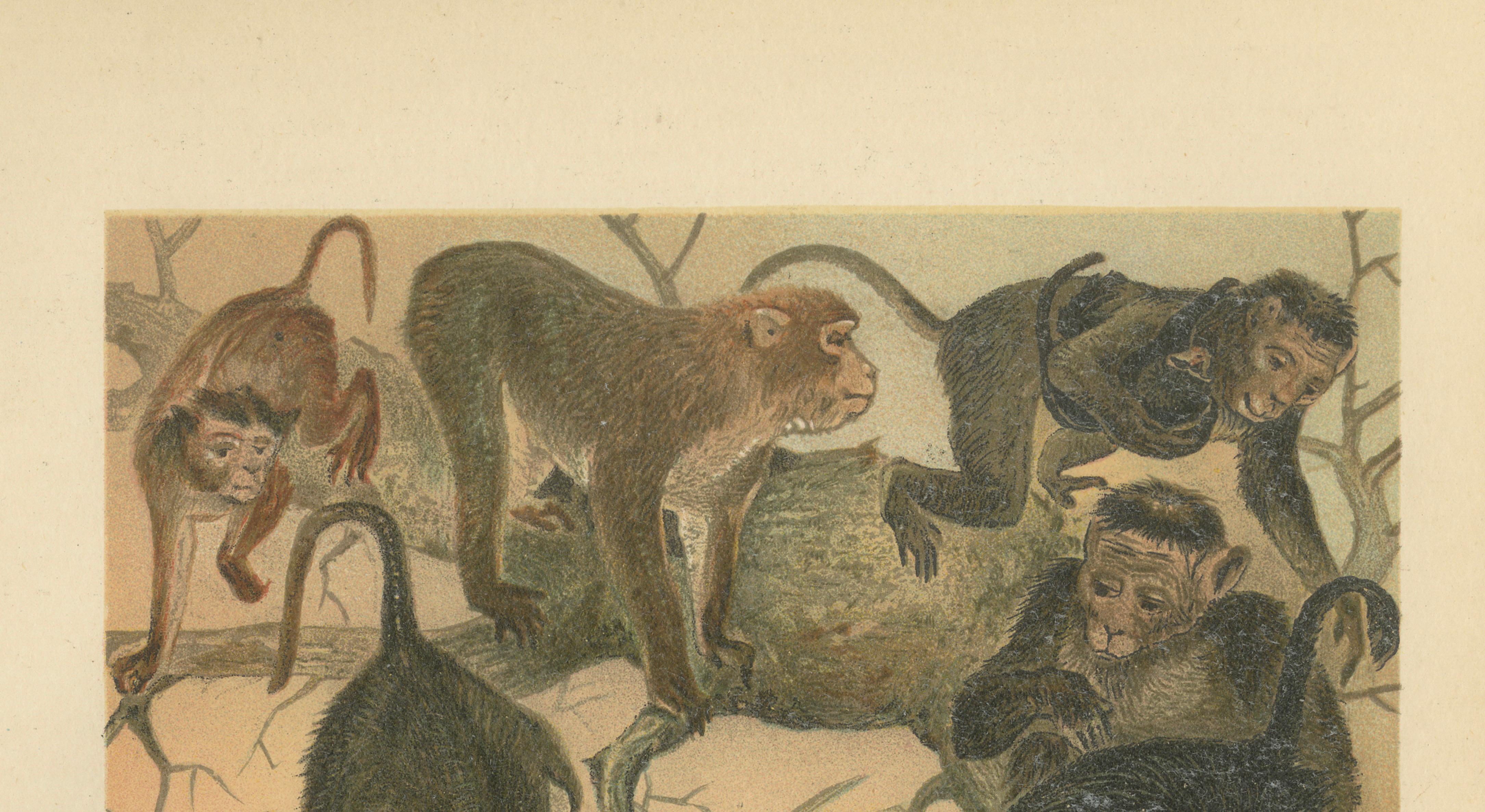 Macaques, Antique Monkey Print, Victorian Zoological Illustration, 1894