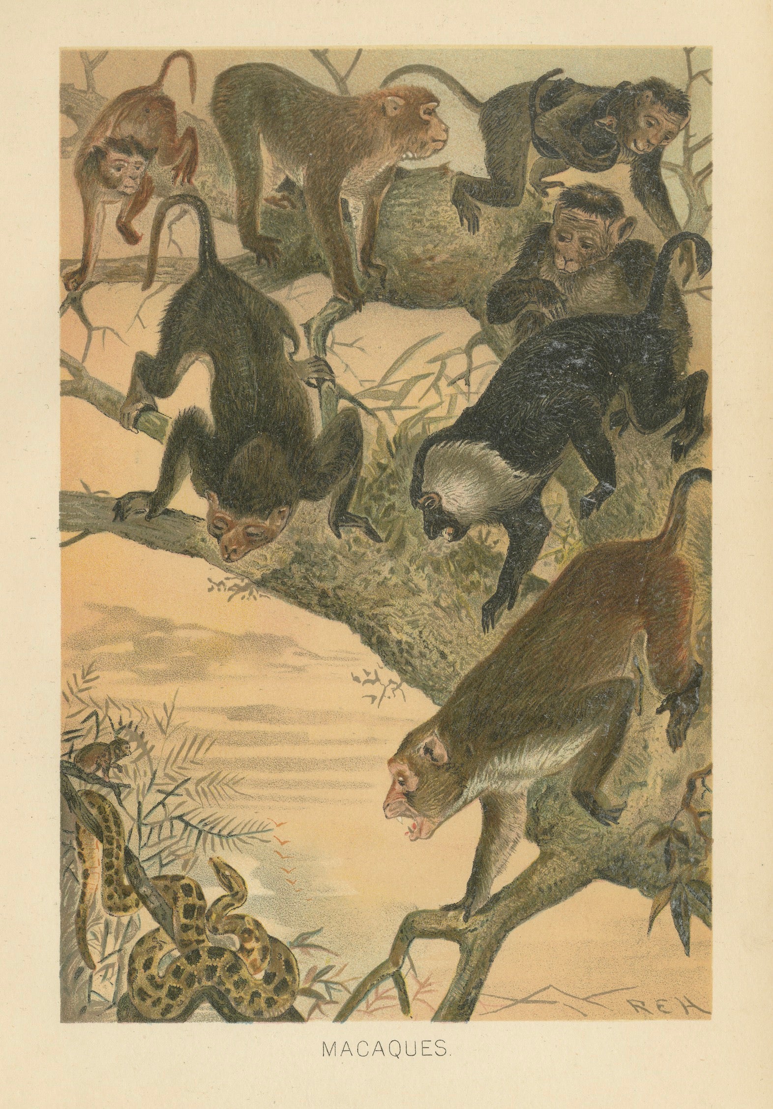 Macaques, Antique Monkey Print, Victorian Zoological Illustration, 1894
