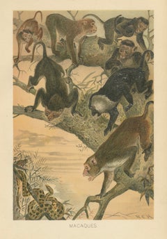 Macaques, Antique Monkey Print, Victorian Zoological Illustration, 1894