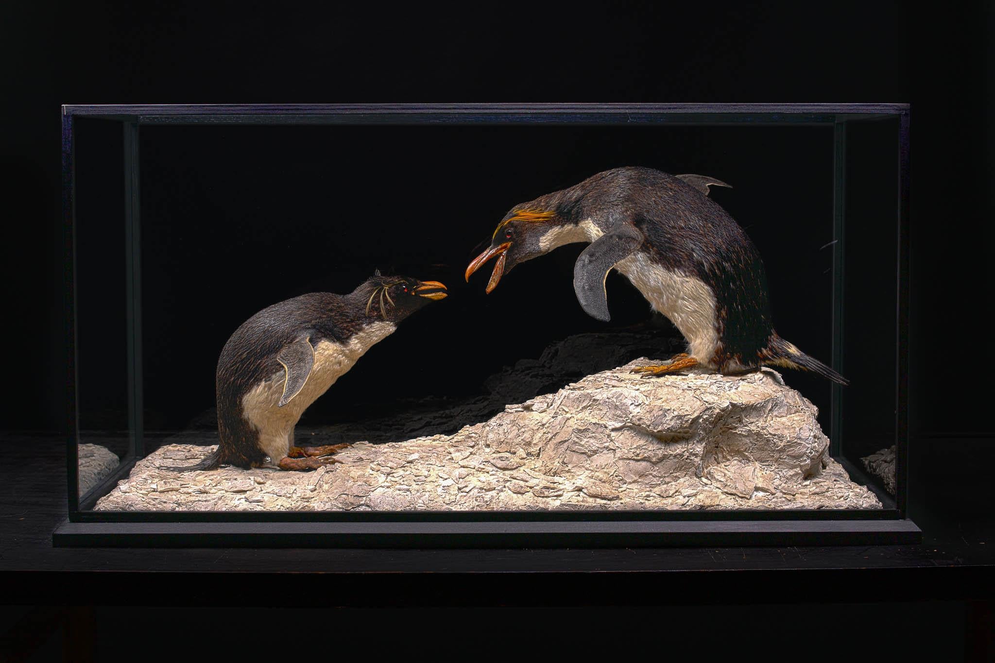 The birds (Eudyptes chrysolophus NR & Eudyptes chrysocome NR). were collected by the Mission Paul-Emile Victor in 1984 Terres Australes et Antarctiques Françaises and the diorama was newly created.