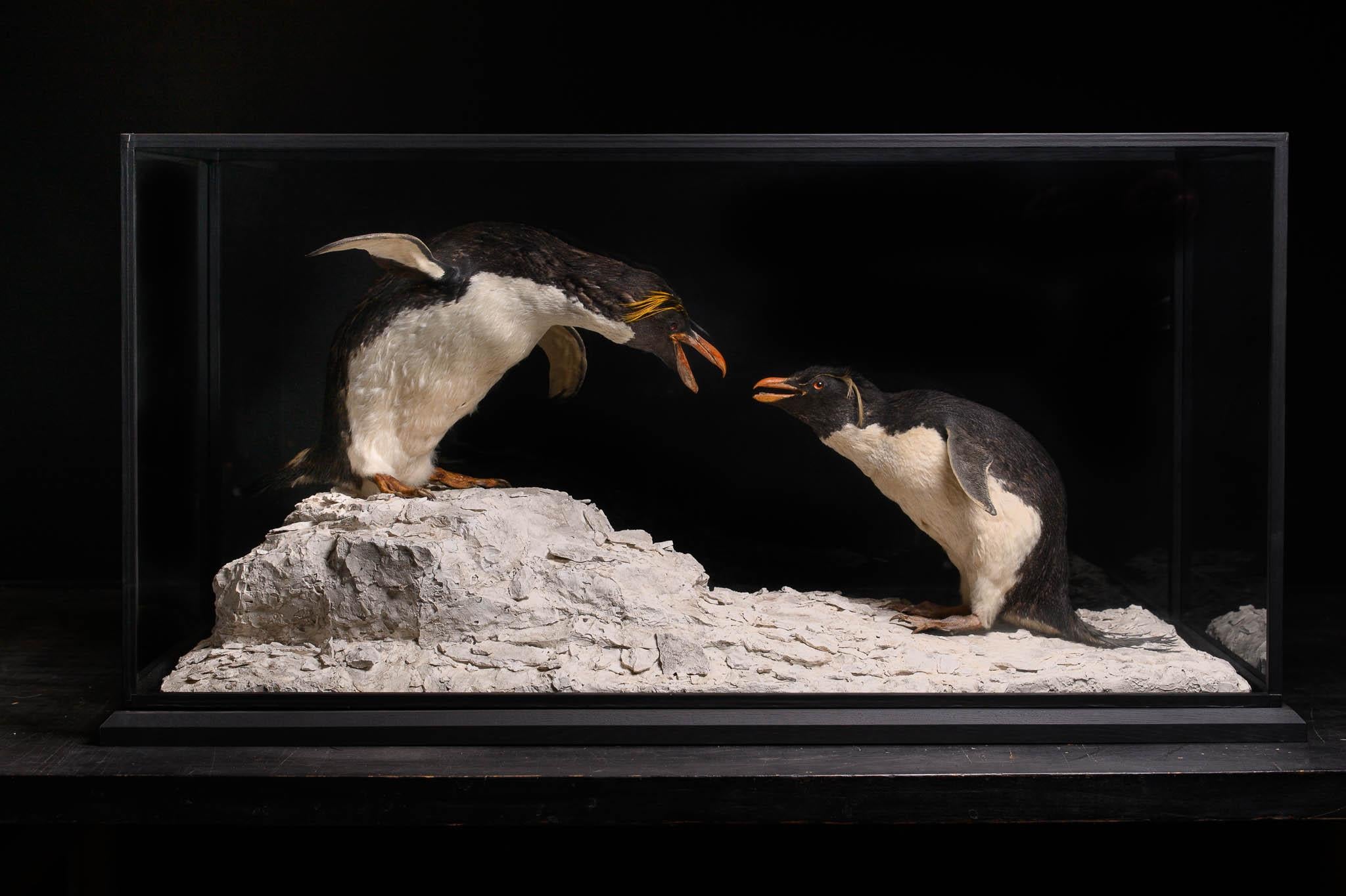 penguin taxidermy