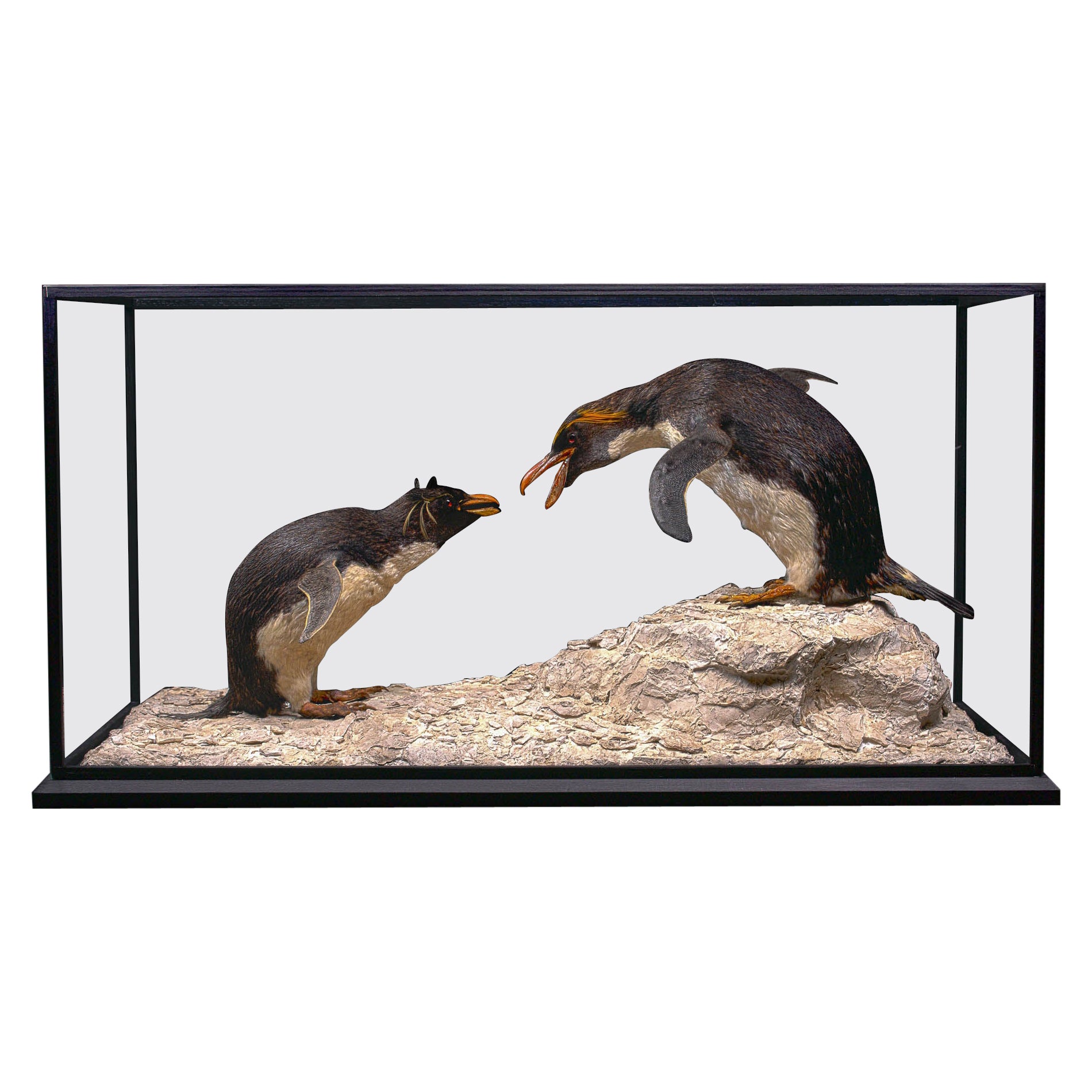 Macaroni Penguin in serious discussion with a Southern Rockhopper Penguin.